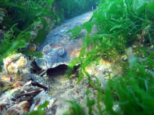 Fladfisk forsøger at skjule sig for snorkleren