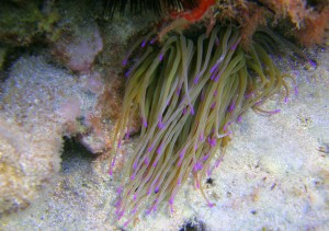 Søanemone med flotte men meget brændende nældetråde!