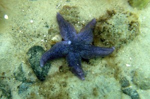 På det lave vand ses ofte almindelige søstjerner (Asterias rubens) som er 5-10 cm i diameter, men de kan blive op til ca 50 cm