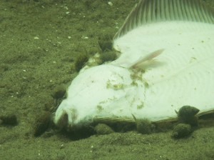 Dværgkonken (Nassarius reticulatus) er meget almindelig. Men den er mest nedgravet i sandet og leder efter orme og andre dyr. Men er der fx en død fisk på bunden, kravler de gerne op og smæsker sig.