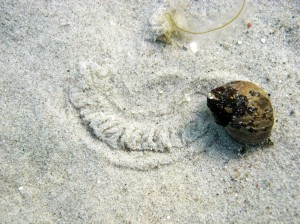 Strandsneglene (Littorina) laver tydelige spor, når de kravler hen over sandet. Men de ses også en del i tangen og på sten.