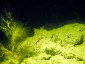 natsnorkling i Kattegat - en søstjerne og en ålekvabbe