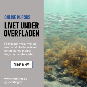 online kursus - livet under overfladen