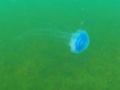 blå brandmand Cyanea lamarckii i Øresund juli 2024