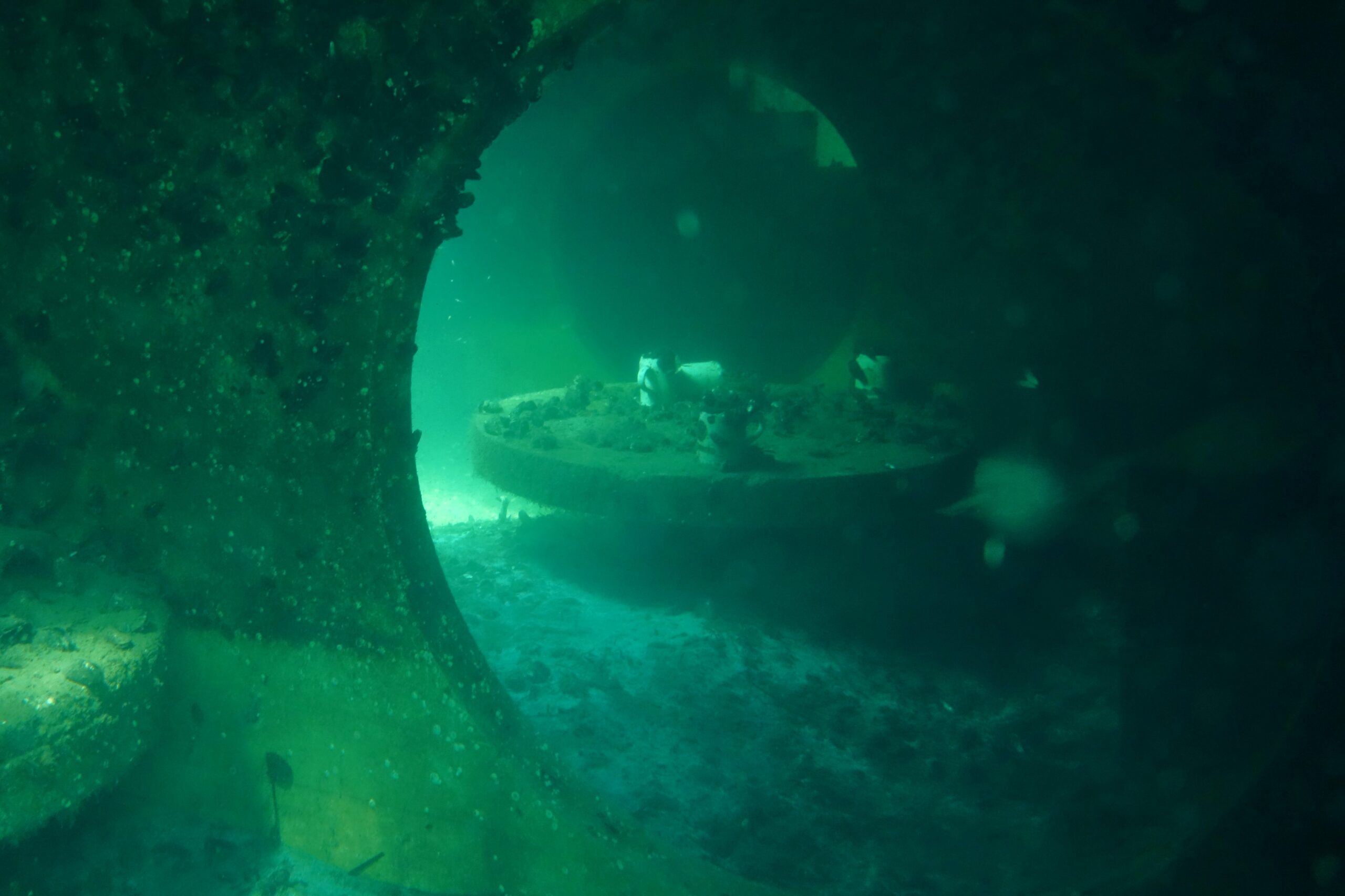 begroning på kunstigt vrag ved Nordhavn, Øresund i 2024