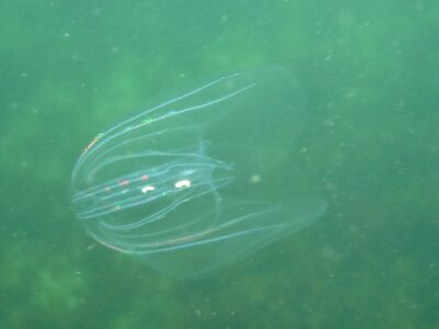 amerikansk ribbegople (Mnemiopsis leidyi) i Kattegat